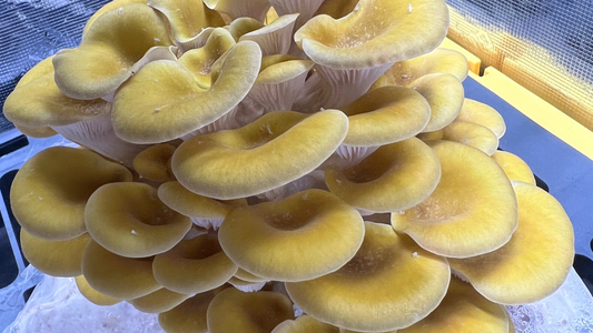 The Gold Oyster Controversy: Why We Shouldn’t Be Growing It in North America
