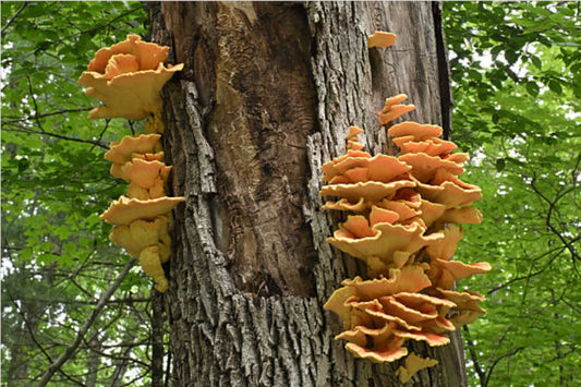 The Secret World of Exotic Mushrooms You Can Grow Right in Your Living Room