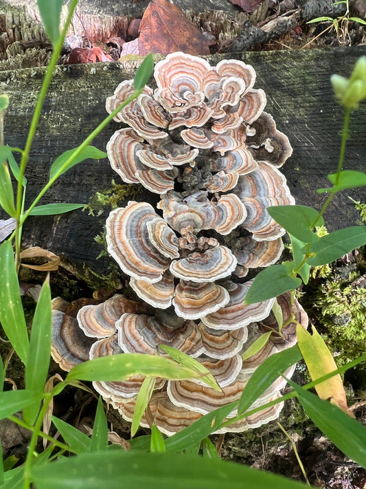 Wild turkey tail mushrooms displaying concentric rings of tan, brown, and cream colors growing in overlapping tiers on a moss-covered log, surrounded by vibrant green foliage in a forest setting with dappled sunlight.