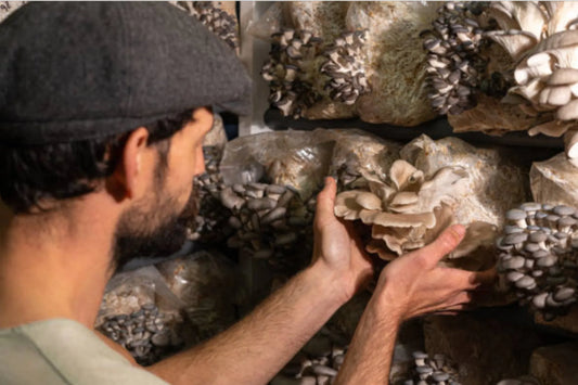 A bearded man in a dark cap carefully examines a cluster of tan oyster mushrooms growing from cultivation blocks on dark shelving, surrounded by multiple fruiting bags producing mushrooms in various stages of growth.