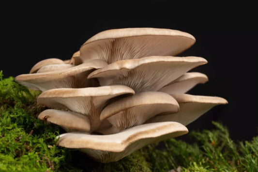 Oyster Mushroom Growing: Why Food Network Chefs Prefer Home-Grown Over Store-Bought
