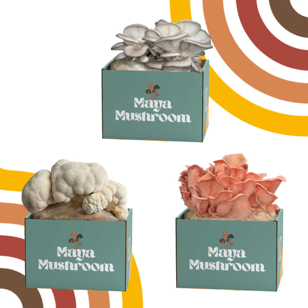 The Weeknight Winners ShroomBag Pack | Lion's Mane, Blue & Pink Oyster