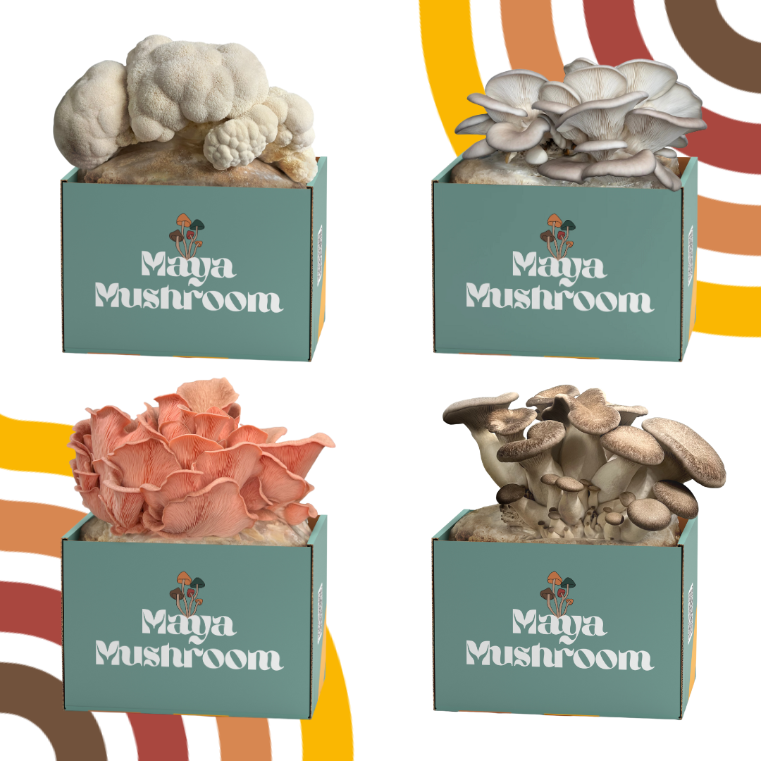 Complete Variety ShroomBag Pack | Try Them All