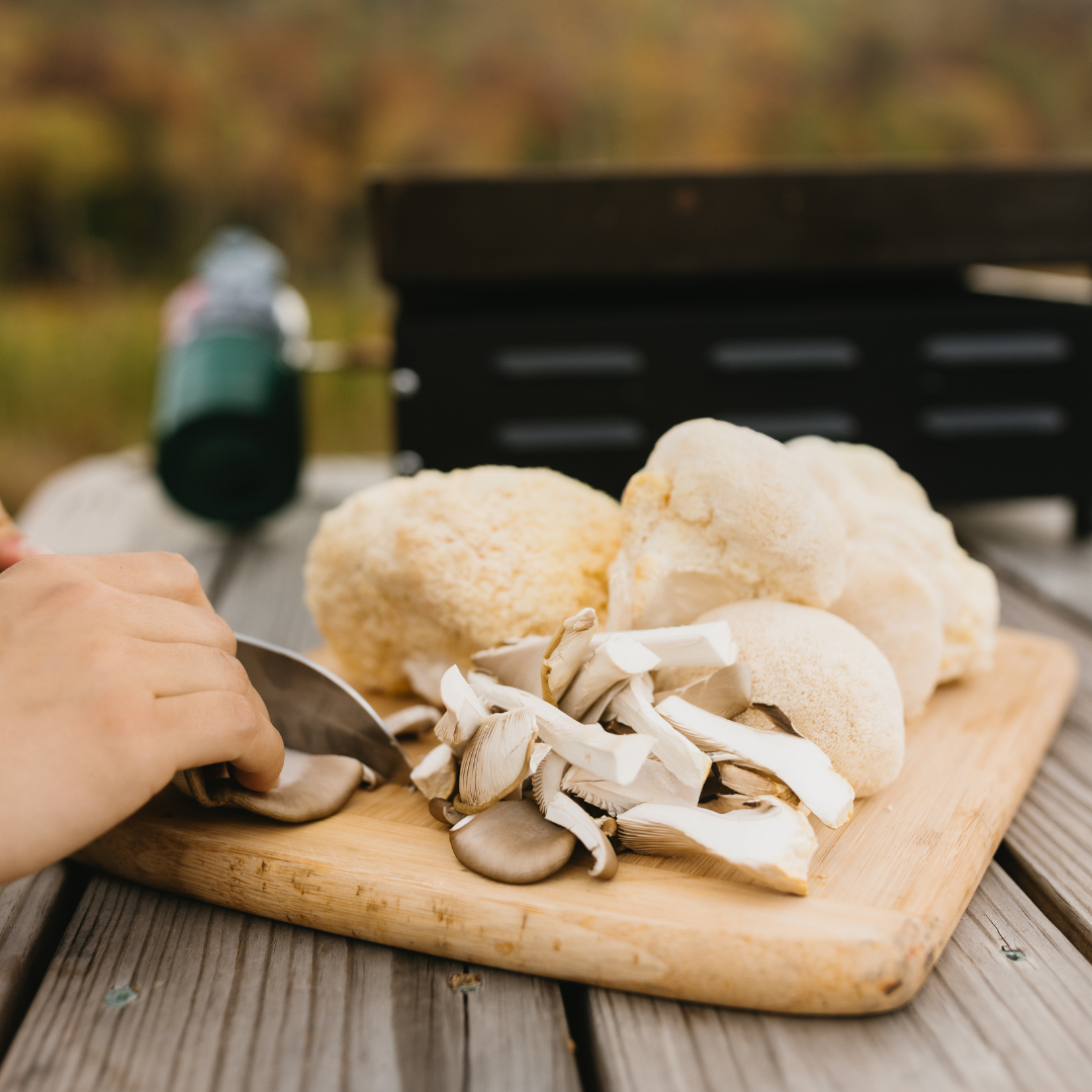 Blue Oyster ShroomBag | Mushroom Grow Kit | Beginner-Friendly