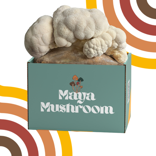 Lion's Mane ShroomBag | Mushroom Grow Kit | Brain Health