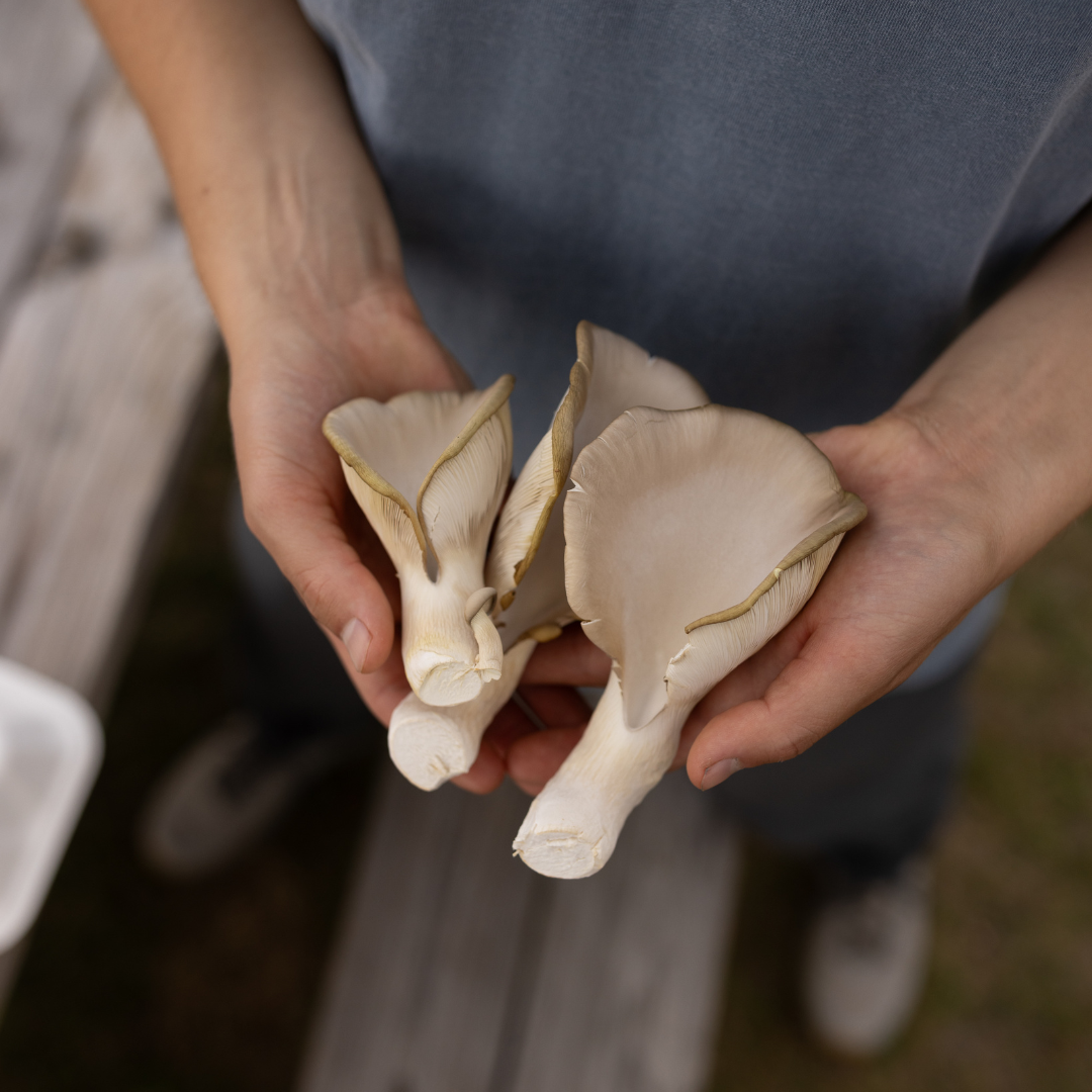 Blue Oyster ShroomBag | Mushroom Grow Kit | Beginner-Friendly