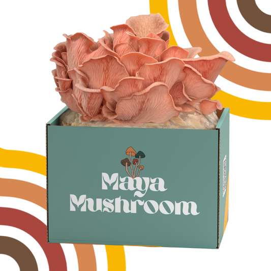 Pink Oyster ShroomBag | Mushroom Grow Kit | Fastest Growing