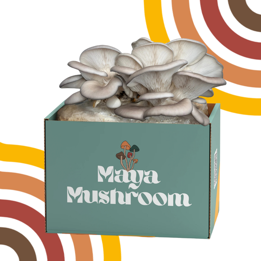 Blue Oyster ShroomBag | Mushroom Grow Kit | Beginner-Friendly