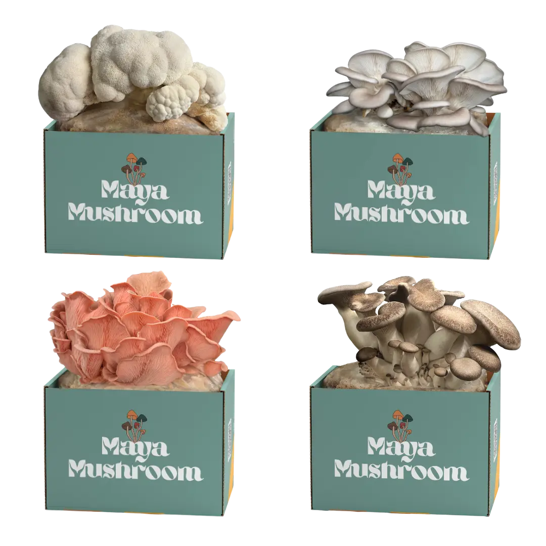 ShroomBag Mushroom Grow Kit