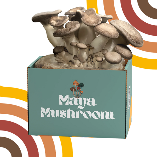 Black King Oyster Shroombag | Mushroom Grow Kit | Grill-Worthy