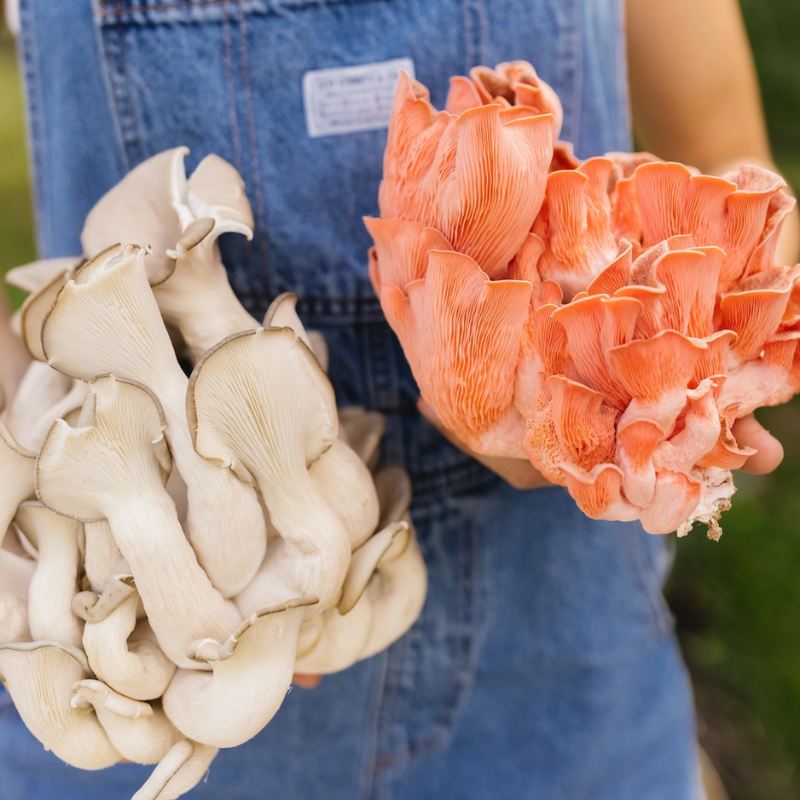 Close-up of two clusters of mushrooms, one white and one orange, held by a person wearing a blue apron.