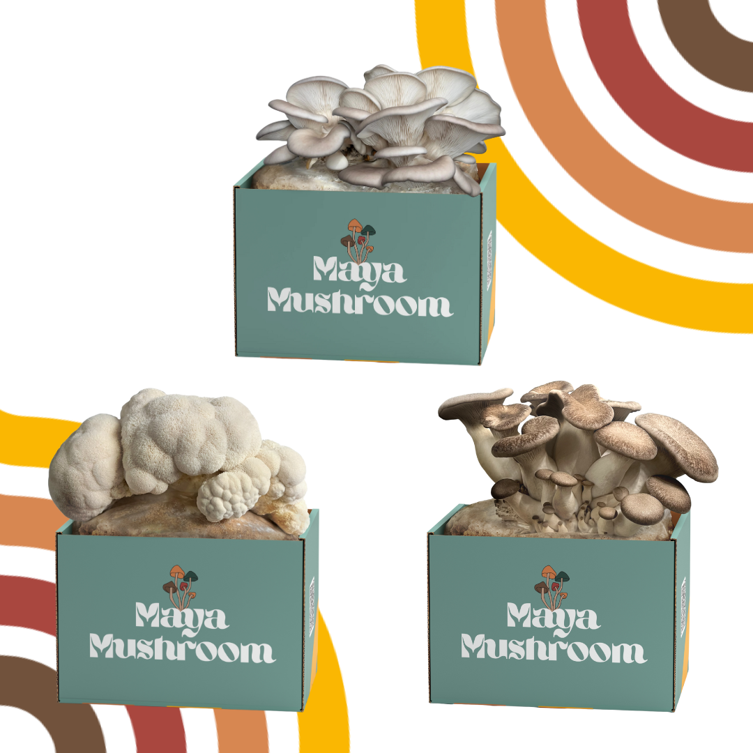 The Chef's Arsenal ShroomBag | Mushroom Grow Kit | Lion's Mane, Black King Oyster, Blue Oyster