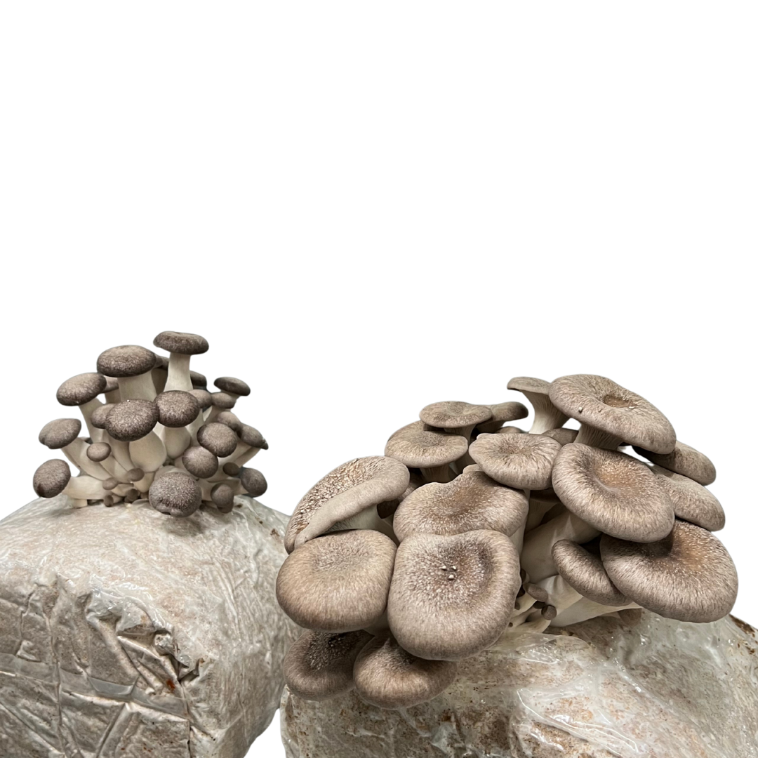 Black King Oyster Shroombag | Mushroom Grow Kit | Grill-Worthy