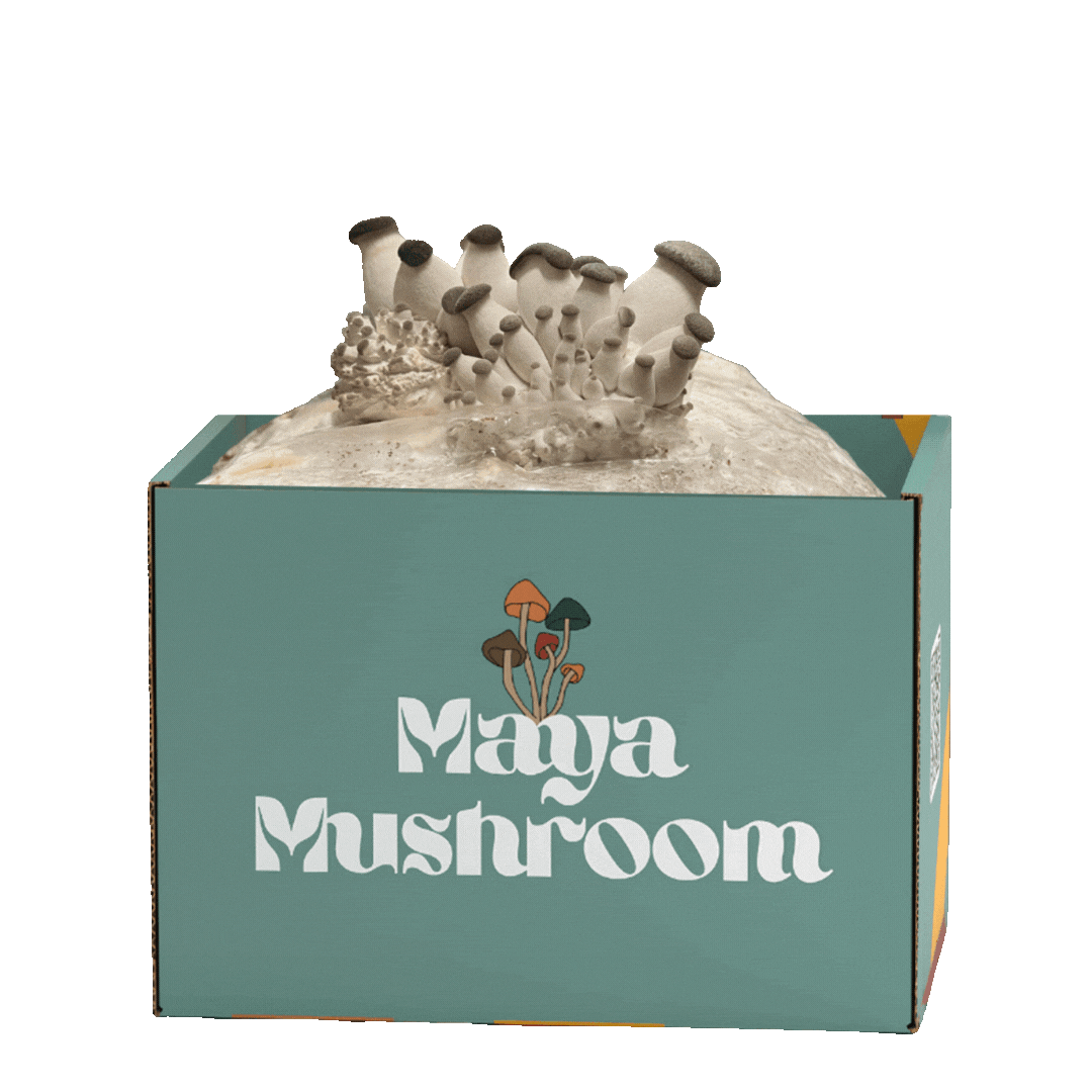 A cluster of tan-capped oyster mushrooms sprouting from a sage-green Maya Mushroom branded grow kit box, displaying multiple stages of growth from small pins to fully developed mushrooms with smooth caps and thick white stems emerging from white mycelium substrate.
