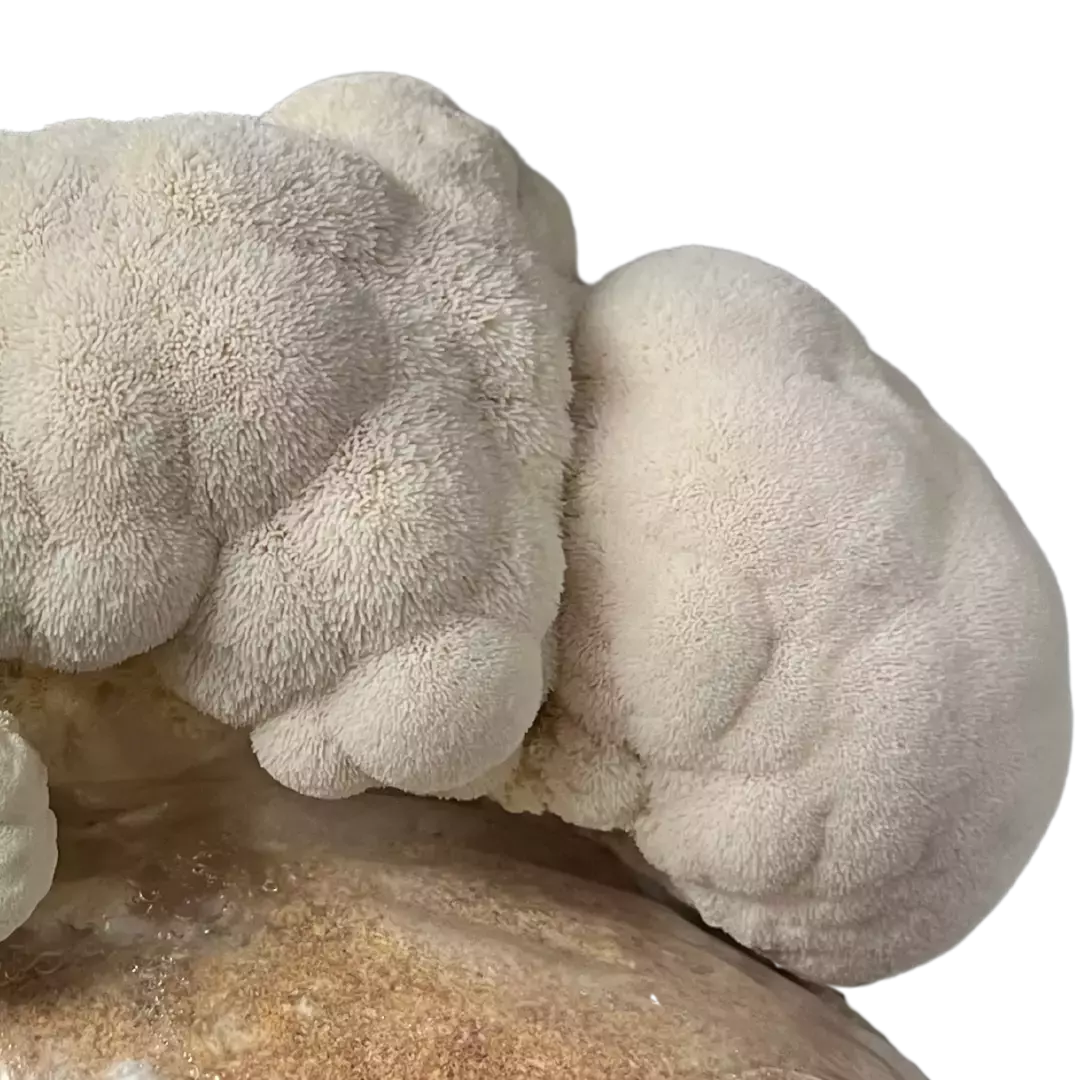 Close-up of Lion's mane mushroom with a white background