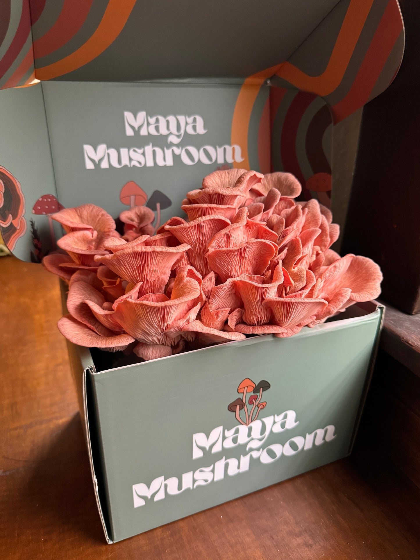 ShroomBag Mushroom Grow Kit