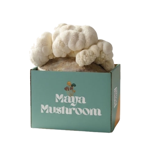 Lion's Mane mushroom (Hericium erinaceus) grow kit fruiting cascading white tendrils