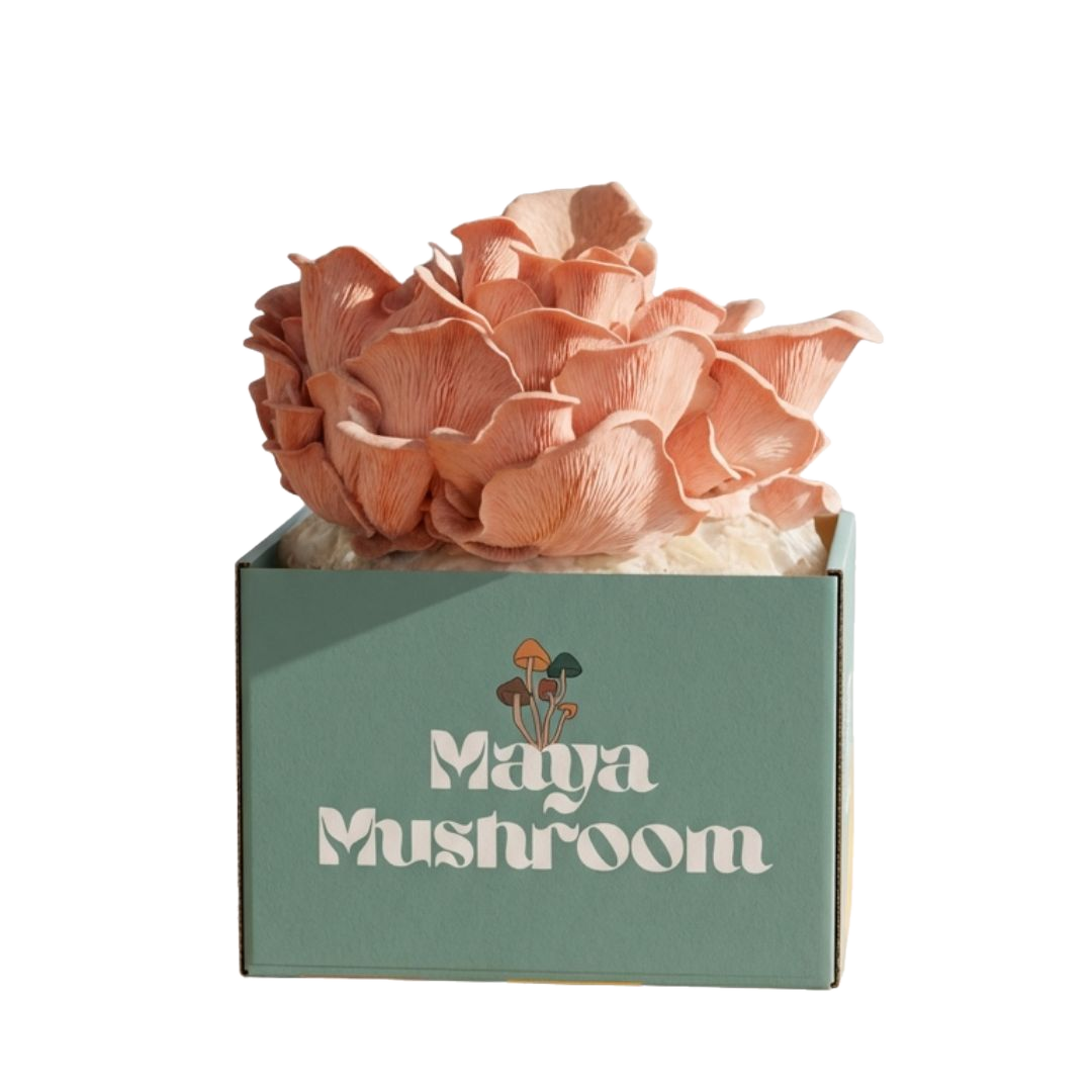Pink Oyster mushroom (Pleurotus djamor) grow kit in full tropical bloom