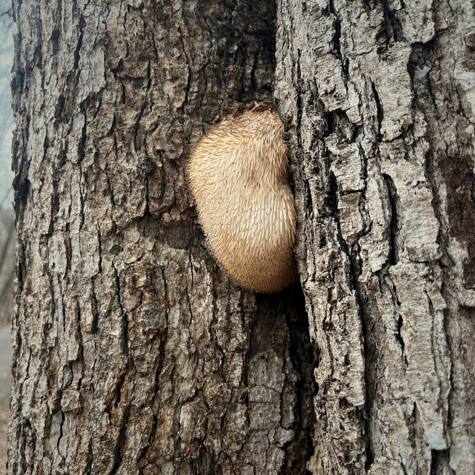Lion's Mane wild fruiting from Upshur County