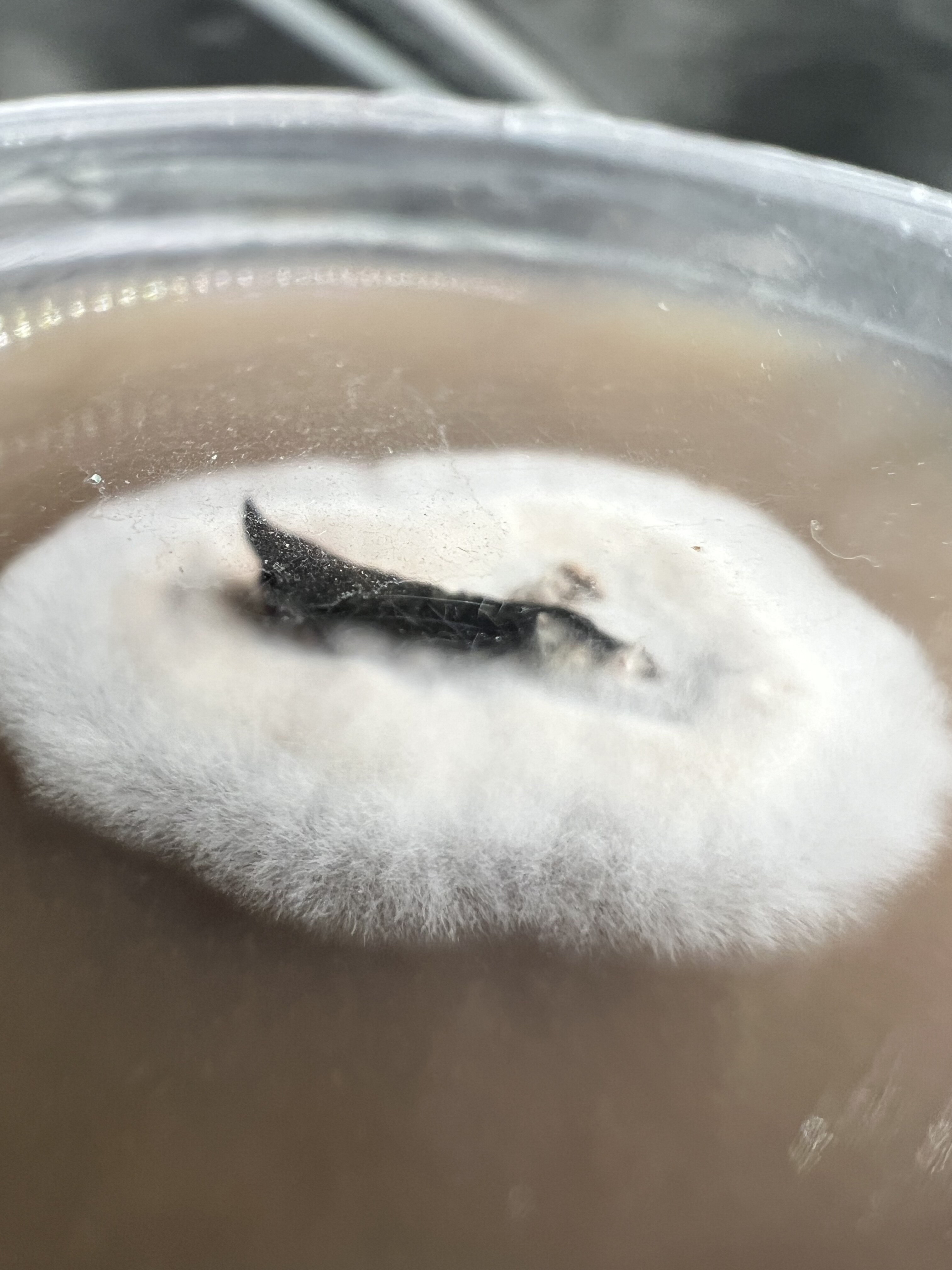 Pure tissue culture on an agar plate