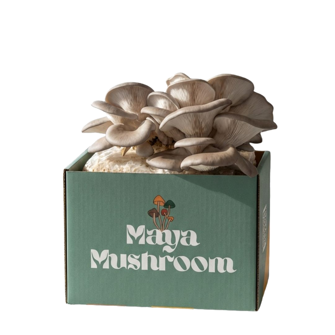 Blue Oyster mushroom (Pleurotus ostreatus) grow kit fruiting cold-loving clusters