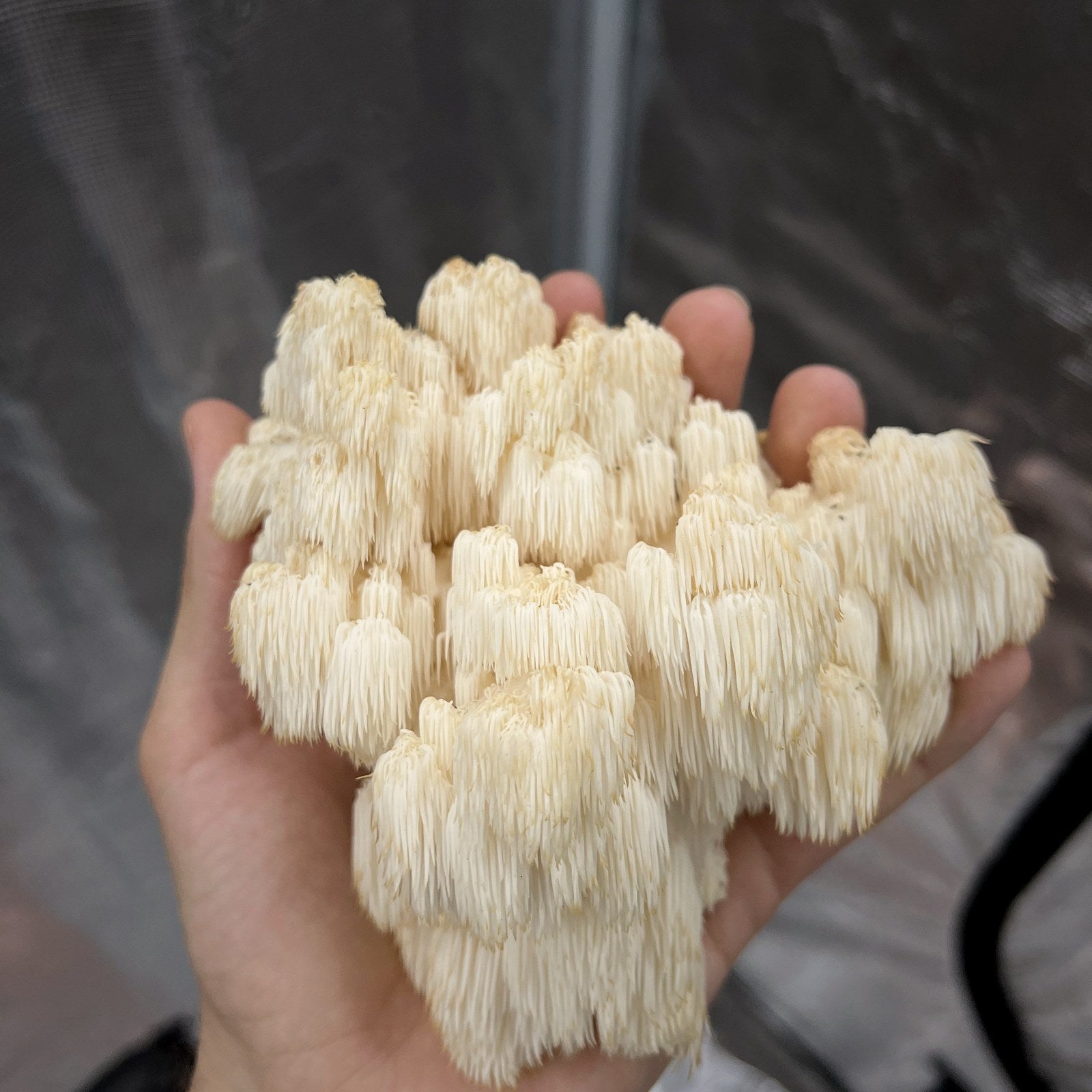 Bear's Head Tooth wild fruiting from Upshur County