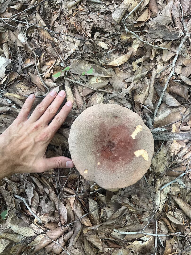 Dark bradley (Lactarius corrugis) found in the Appalachian woods