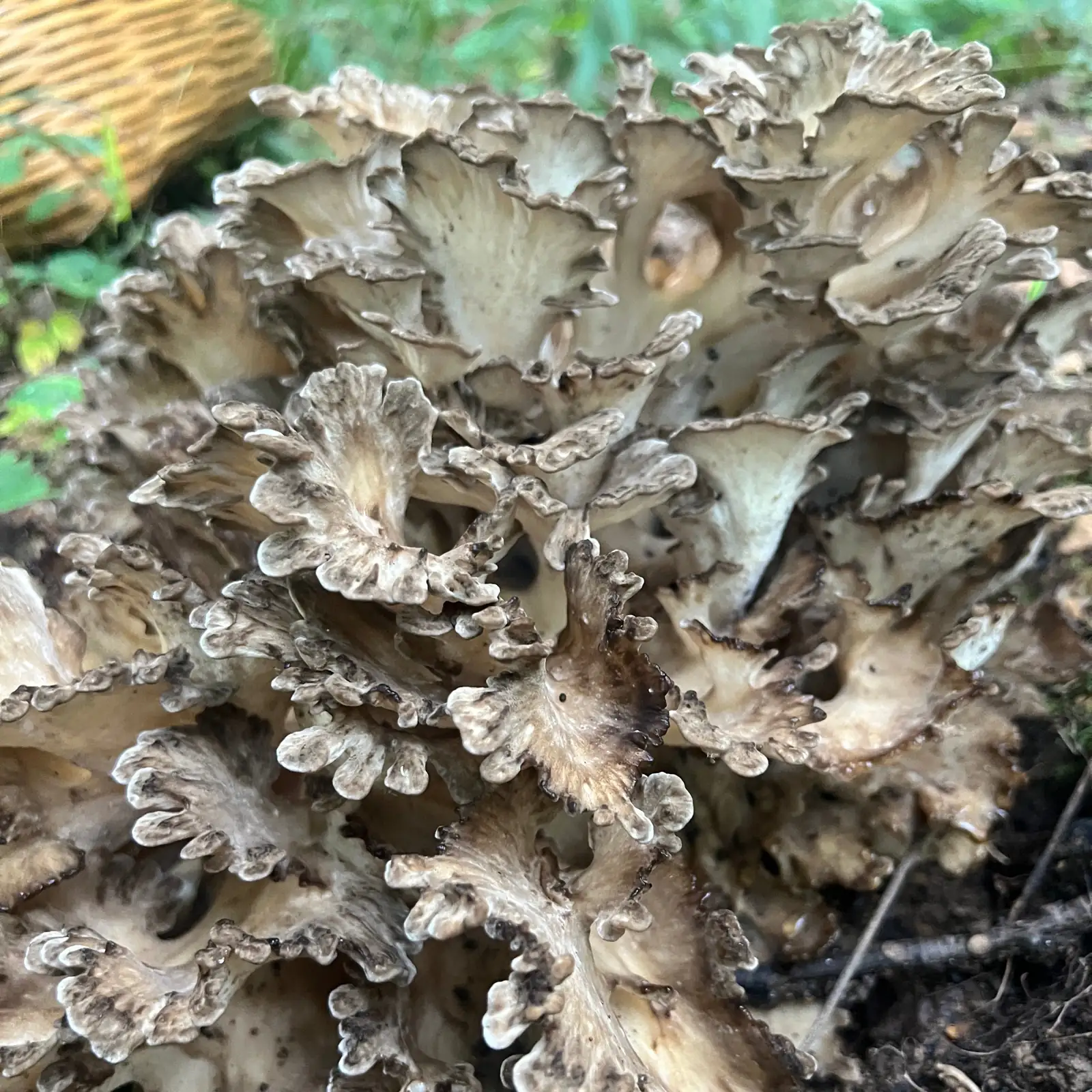 Our wild Maitake find, with its layered wavy petals