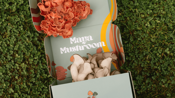 Why Choose a Mushroom Grow Kit Today: The Maya Mushroom Advantage