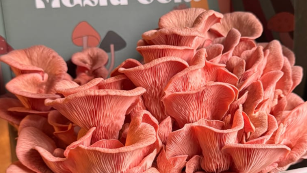 When to Harvest Your ShroomBag: Timing That Maximizes Yield