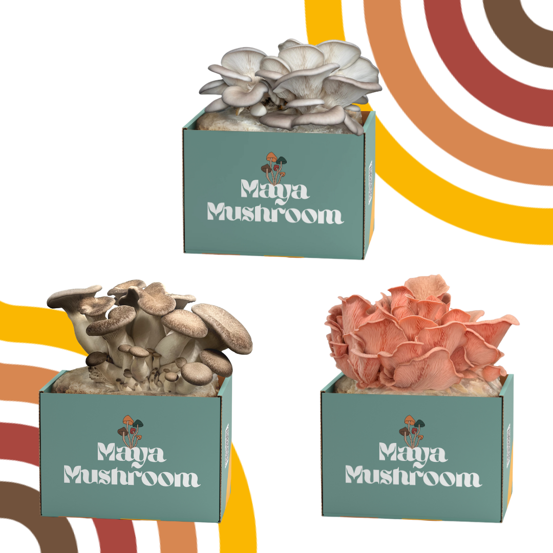 The Oyster Showdown ShroomBag Pack | Black King, Blue, Pink