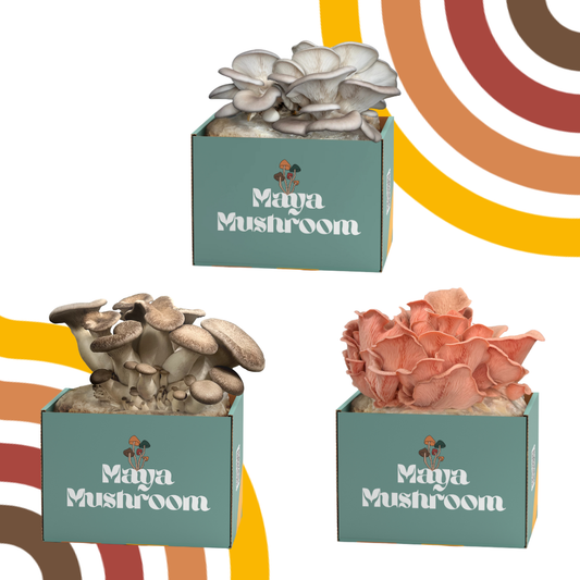 The Oyster Showdown ShroomBag Pack | Black King, Blue, Pink