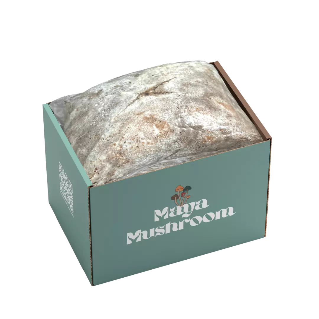 Mushroom Grow Kit: Maya Mushroom Ready-to-Fruit Block in Box - Pre-Colonized Substrate for Instant Gourmet Growing at Home