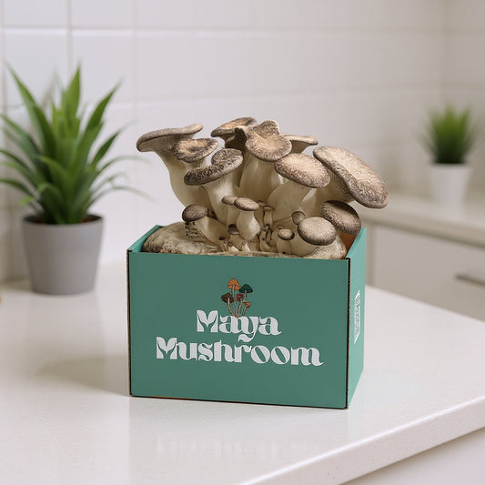 Black King Oyster Shroombag | Mushroom Grow Kit | Grill-Worthy