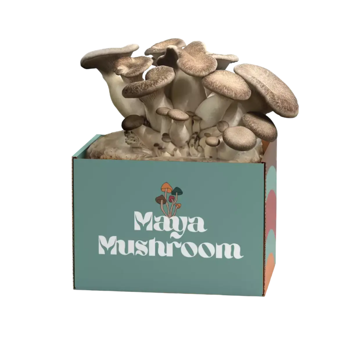 Mushroom Grow Kit: Fresh Black King Oyster Mushrooms Bursting from Maya Mushroom Box - Gourmet Home Cultivation in Action