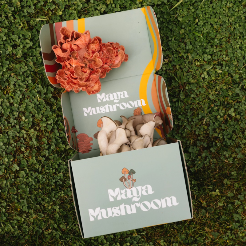 Mushroom Grow Kit: Fresh Pink Oyster & King Oyster Mushrooms Bursting from Maya Mushroom Box - Home Harvest on Display