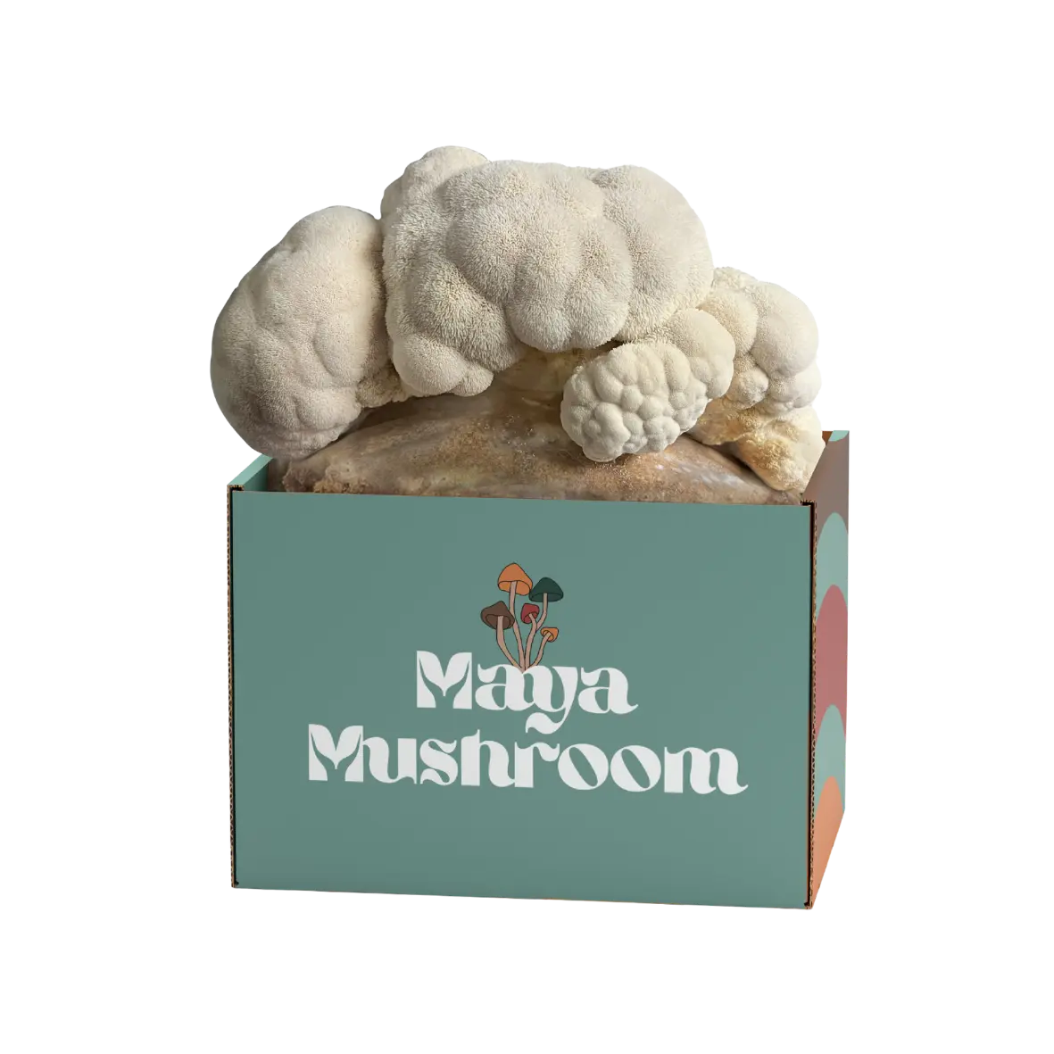 Mushroom Grow Kit: Fresh Lion's Mane Mushrooms Exploding from Maya Mushroom Box - Gourmet Home Growing Made Visible