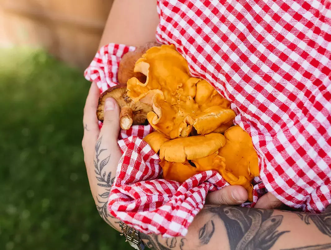 Fresh Chanterelle Mushrooms from Home Grow Kit: Golden Harvest in Red Gingham Towel - Farm-to-Table Growing