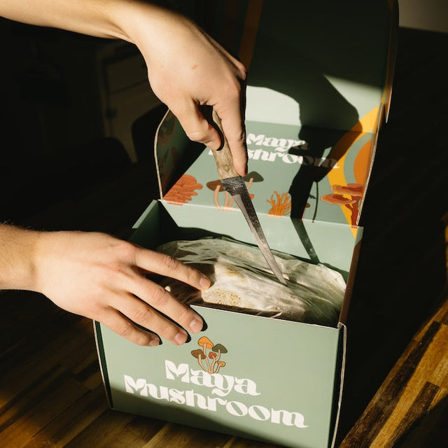 Share Pack | 2 ShroomBag Mushroom Grow Kits