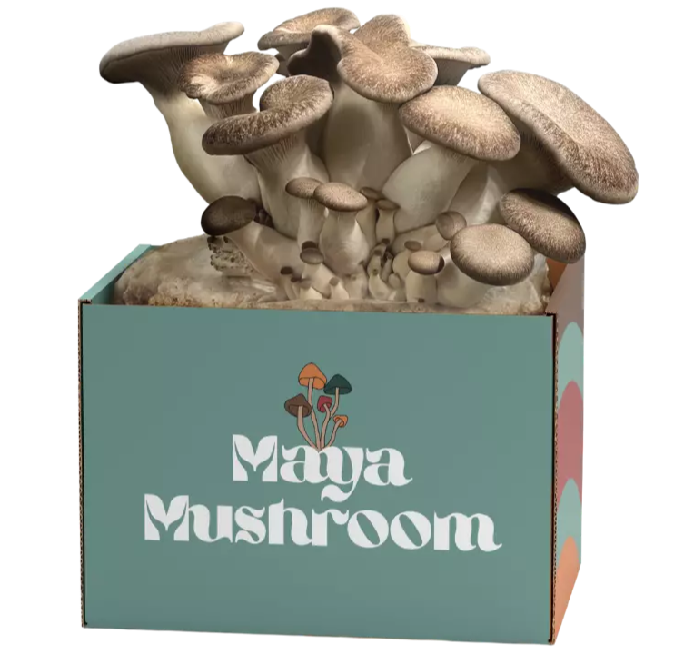 Box of Maya Mushroom with mushrooms growing out of it on a white background