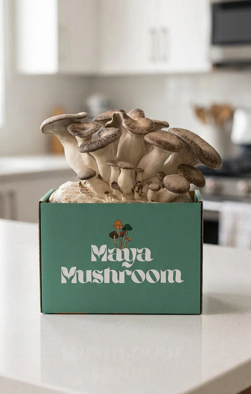 Black king oyster mushrooms growing from a box labeled Maya Mushroom on a kitchen counter with a blurred background