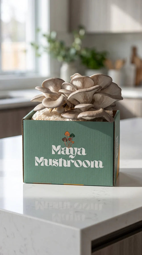 Blue Oyster Mushrooms growing in a box labeled Maya Mushroom on a kitchen counter with a blurred background