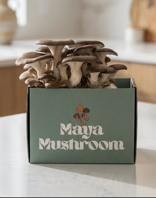 Chocolate Oyster Mushrooms growing in a box with 'Maya Mushroom' branding on a kitchen counter.