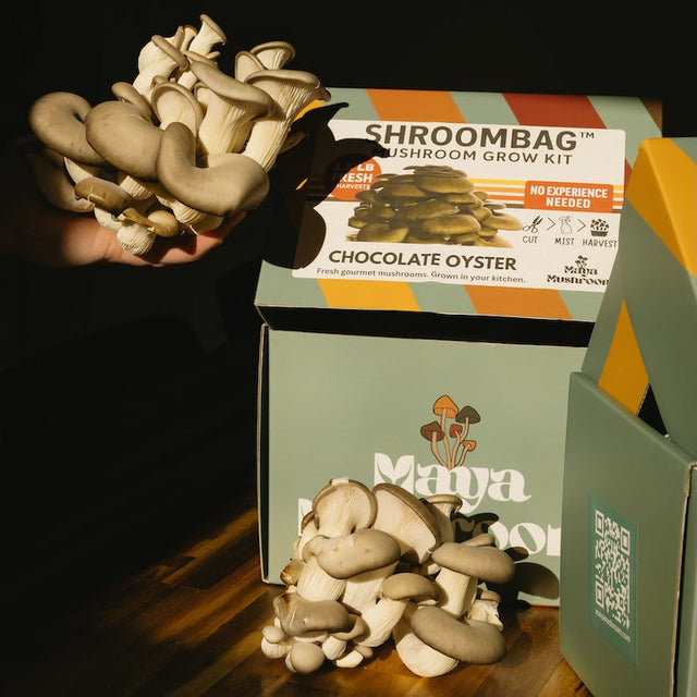 Maya Mushroom Chocolate oyster mushrooms and Shroombag grow kit on a wooden surface