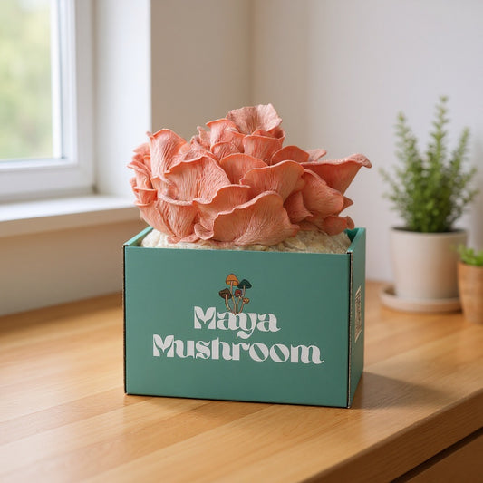 Pink Oyster ShroomBag | Mushroom Grow Kit | Fastest Growing