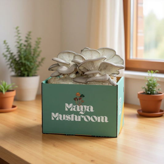 Mushroom Grow Kit: Maya Mushroom Oyster Mushrooms Thriving on Kitchen Counter - Effortless Gourmet Growing in Any Home