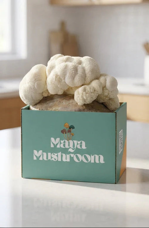 Lions mane mushroom growing in a box labeled 'Maya Mushroom' on a kitchen counter.