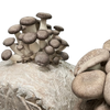 Close-up of Black King Oyster mushrooms 