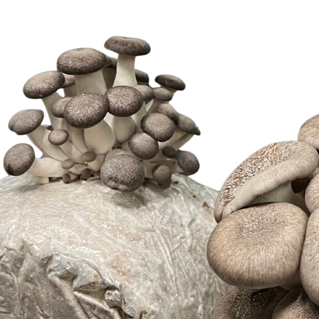 Close-up of Black King Oyster mushrooms 