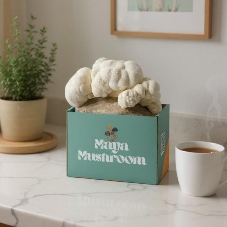 ShroomBag growing lion's mane on a marble countertop with a cup of coffee and plant in the background.